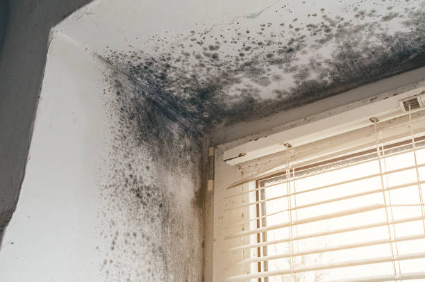 Affordable Mold Removal solutions in Cabin John, MD