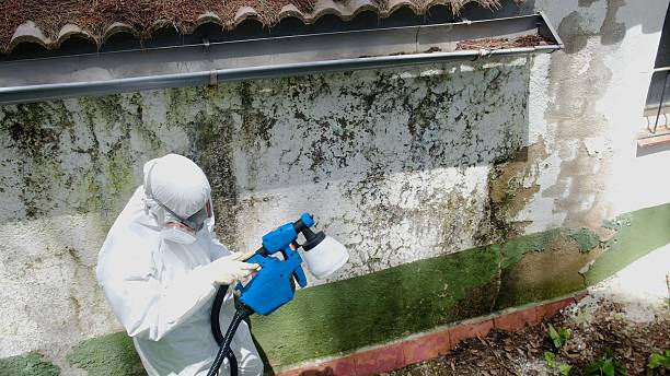 Top rated local Mold Removal specialists in Cabin John, MD